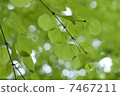 Wigura fresh green 7467211