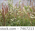 Grassy in Kawahara 7467213
