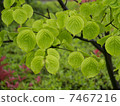 The leaves of the rainy Yamabote 7467216