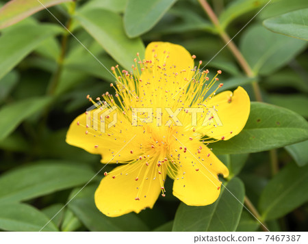 Hippelicam / Kalisynam Hippelicam / Kalisynam 7467387