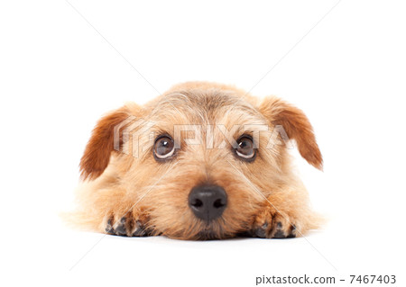 Norfolk Terrier 7467403