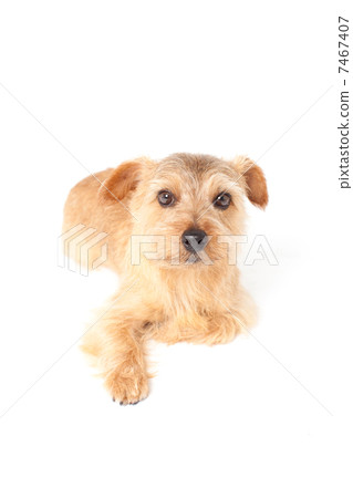 Norfolk Terrier Norfolk Terrier 7467407