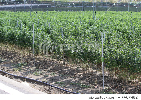 Kikusaibai Kikusaibai 7467482