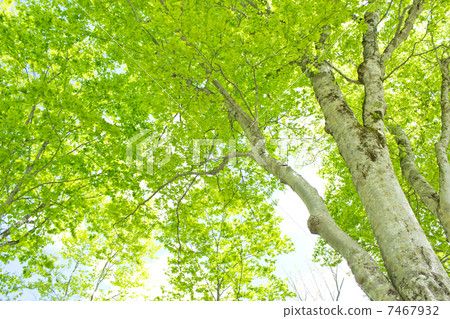 Fresh green of beech Fresh green of beech 7467932