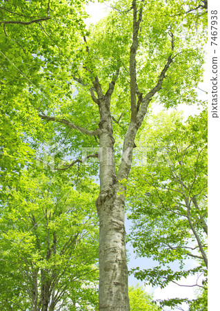 Buna tree fresh green Buna tree fresh green 7467938