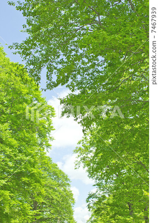Buna tree fresh green Buna tree fresh green 7467939