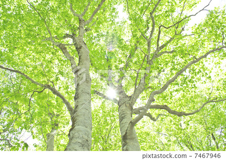 新鮮的綠色山毛櫸 7467946