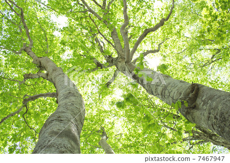 Fresh green of beech 7467947