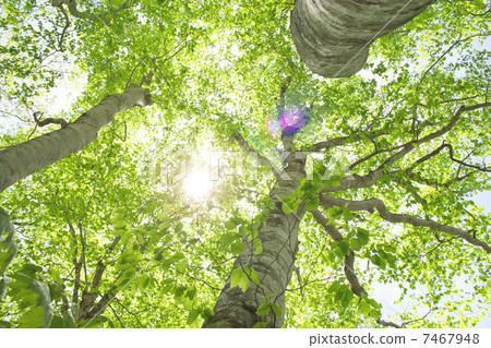 Buna tree fresh green Buna tree fresh green 7467948