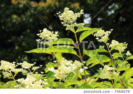 白色Korokawa植物園白花和陽光 7468076