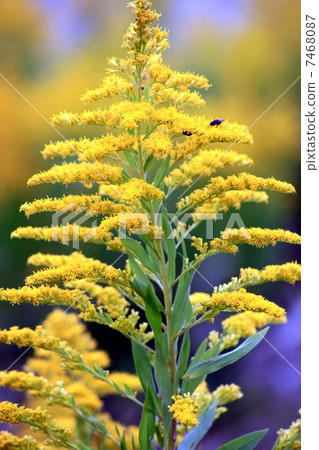 Seiitaka-awasaki鞋底高高的磨砂草縱向 7468087