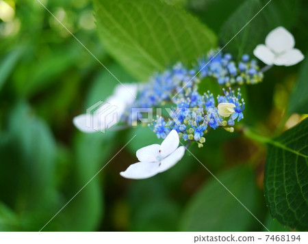 hydrangea hydrangea 7468194