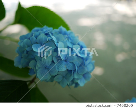 hydrangea hydrangea 7468200