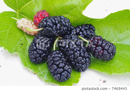 Real power of mulberry to be reviewed 7468443