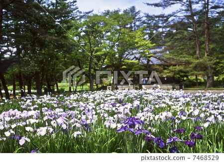 Ayame garden of Hogoshigaji Ayame garden of Hogoshigaji 7468529