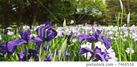 Ayame garden of Hogoshigaji Ayame garden of Hogoshigaji 7468530