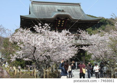 Cherry Blossoms at Kaen-ji Temple No. 1 in Kamakura Goyama 1 7468661