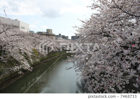 Yokohama Ooka River Promenade's Sakura 3 7468733