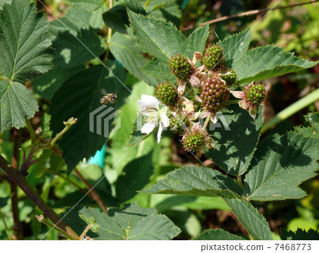 Blackberry and honey bees 7468773