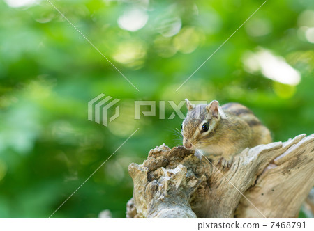 野生蝦夷花栗鼠 7468791
