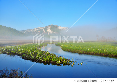 Ozegahara of morning fog and early spring 7468836