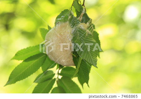 Egg mass 7468865