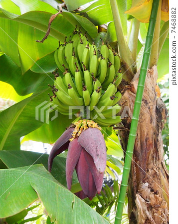 Banana tree 7468882
