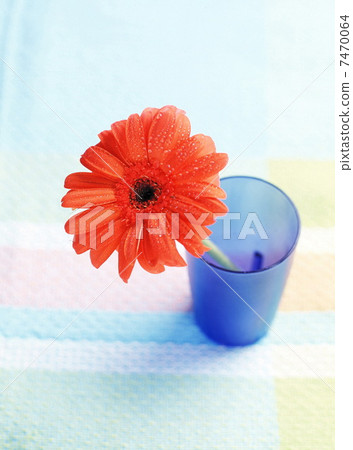 Daisy flower in drinking glass 7470064