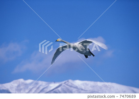 Flying swan 7470689