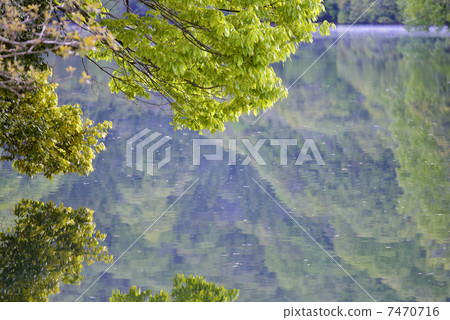 Shirasugi lake 7470716