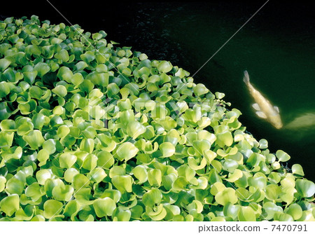Fish swimming in water 7470791