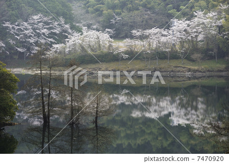 Shirasugi lake 7470920