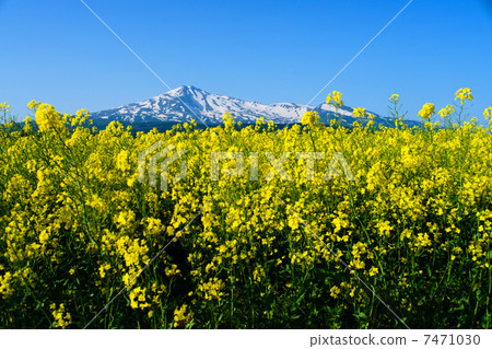  油菜花和Chokai山 7471030