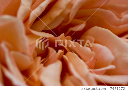 Rose Rose 7471272
