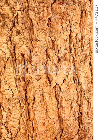 Detail of tree bark 7472117