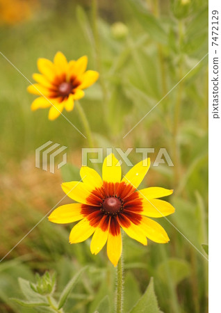 夏天的花朵 7472129