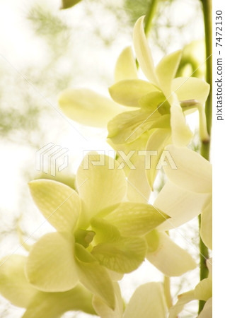 Denfare Denfare 7472130