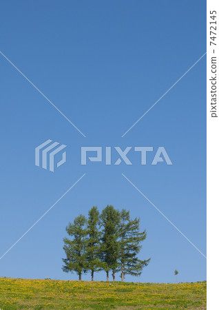 五棵樹 7472145