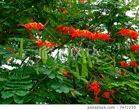 Stag beetle Stag beetle 7472250