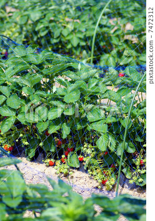 戶外栽培 戶外栽培 7472312