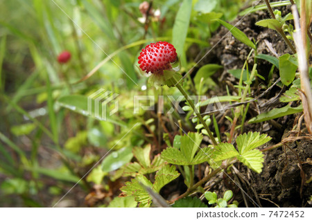 蛇草莓 7472452