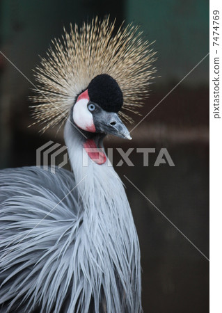 I am a lady. 7474769