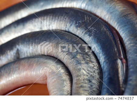 Fresh fish lamprey 7474837