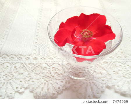 Red rose Red rose 7474969