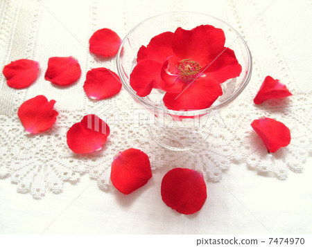 Red rose Red rose 7474970