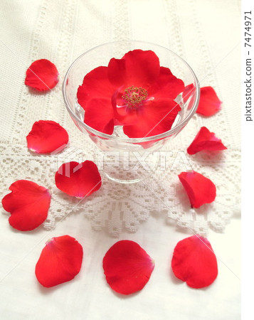 Red rose 7474971