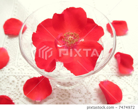 Red rose 7474972
