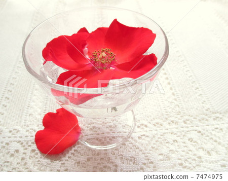 Red rose Red rose 7474975