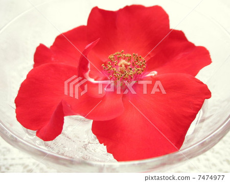 Red rose Red rose 7474977