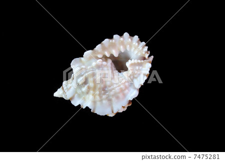 Sea shell 7475281